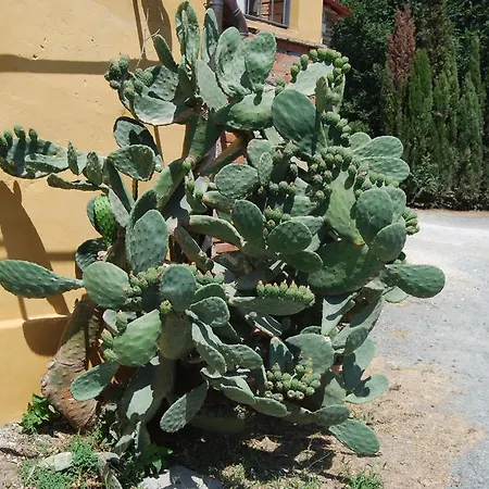 Agriturismo Le Biricoccole Vada