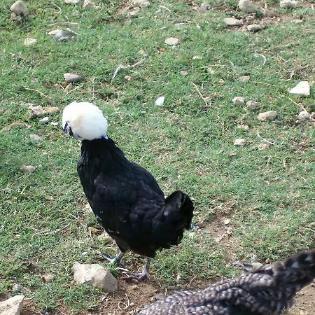 Le Biricoccole Vada