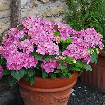 Farm stay Agriturismo Le Biricoccole